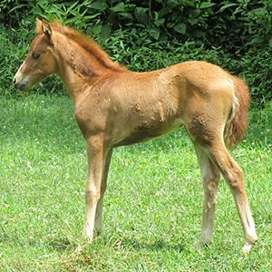 chestnut Caspian horse mare