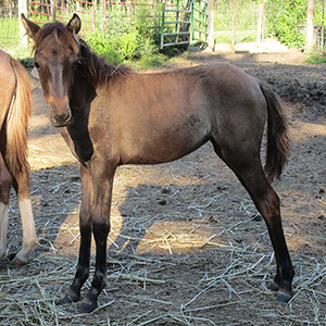 Bay dun Caspian horse mare