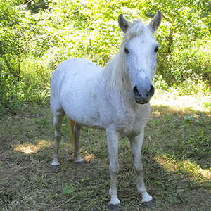 bay grey Caspian horse mare