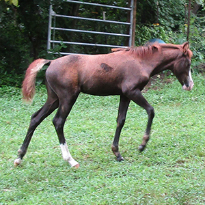 chestnut grey Caspian horse mare