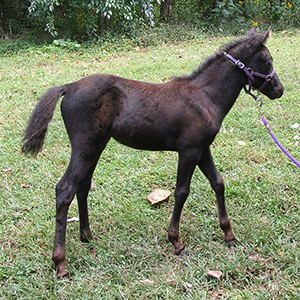 Black Caspian horse mare