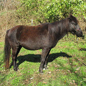 dunskin tobiano pinto miniature filly