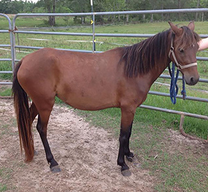 Bay Caspian horse mare