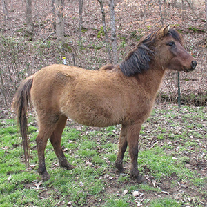 Bay dun Caspian horse mare