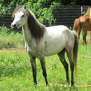 Bay grey Caspian horse mare